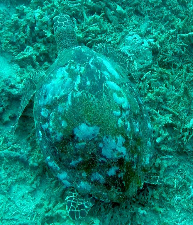 515de33b-acf0-4c06-9631-6d15eca58710