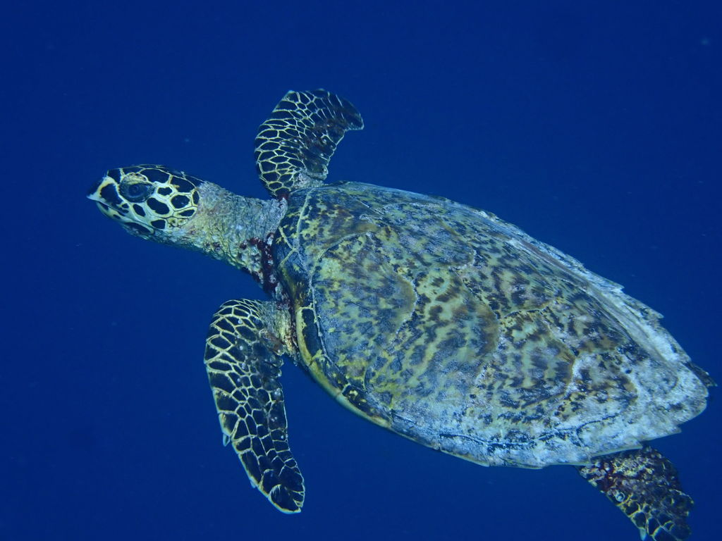 8cb8a118-78f5-4364-842f-d6dbae73bfbf