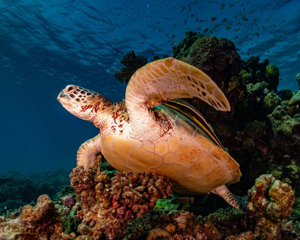 c76cc2d7-8a76-41b0-86d9-20dbdc26d797