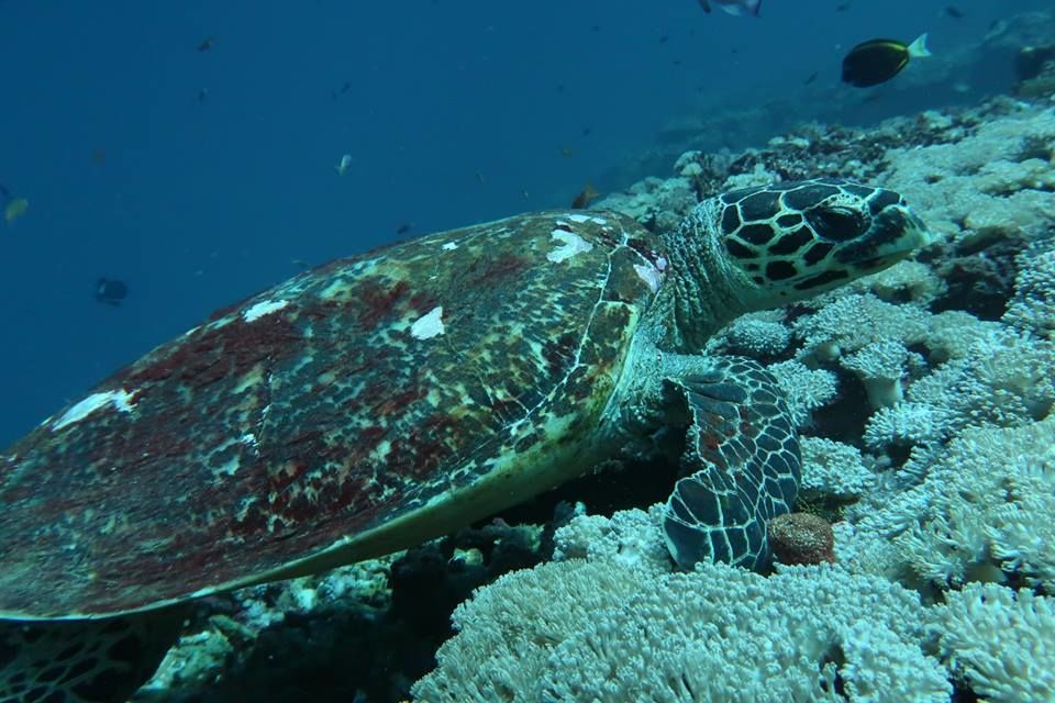 515de33b-acf0-4c06-9631-6d15eca58710