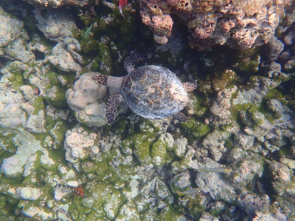 f3a0f362-632d-409c-ba17-1ab0d2547e90