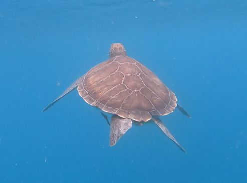 36297234-138d-4abf-8d99-e38aa00755bd