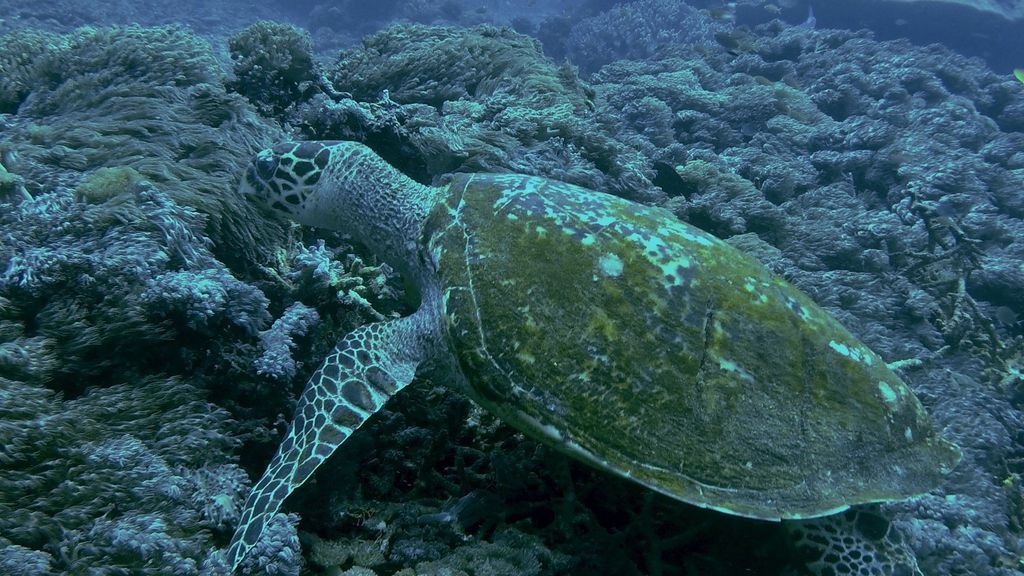 515de33b-acf0-4c06-9631-6d15eca58710