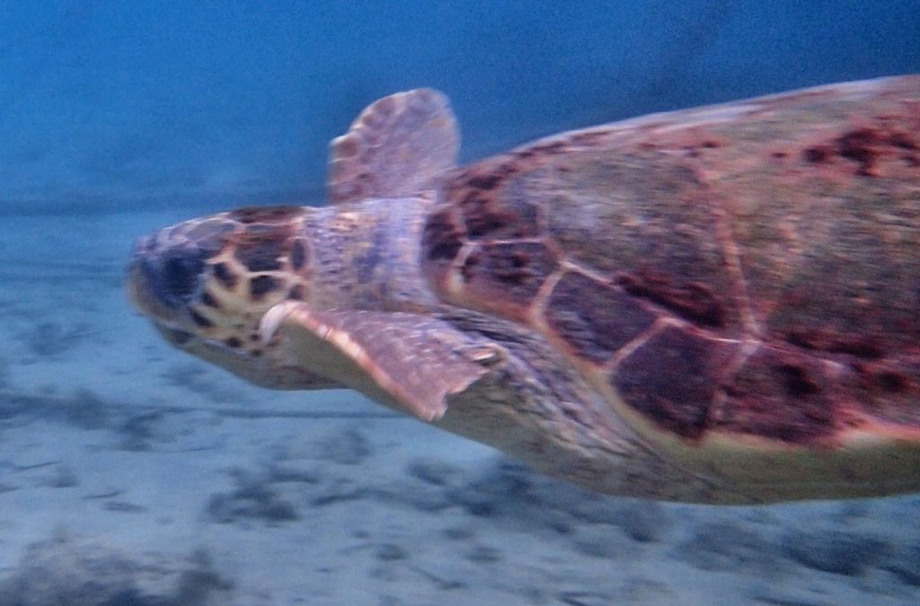 92989ccd-2d47-4720-a1bf-457ea8dbb3b9