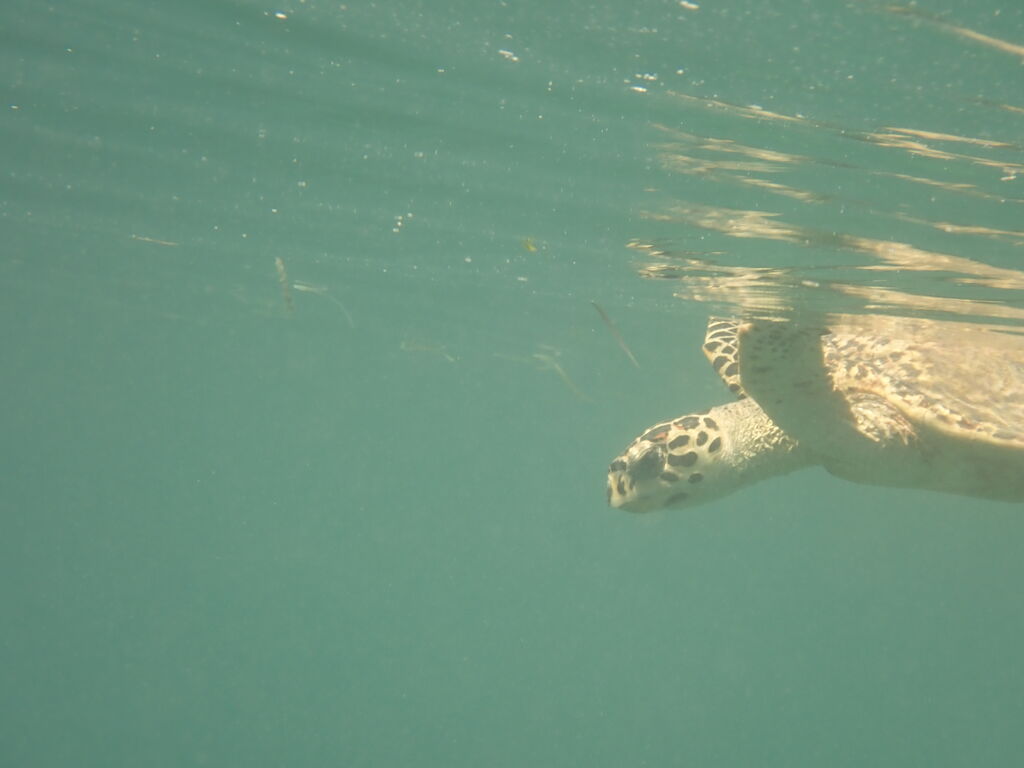 88ef67a1-c654-4632-a7e5-ec306695b4df