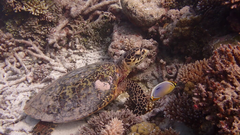 11bdd359-c0a6-4ca4-8f73-a8f4c2946d57