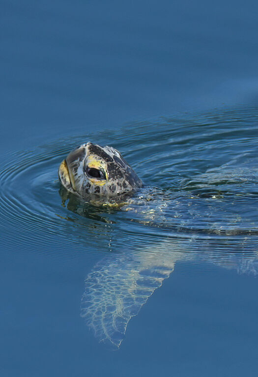 01a98851-ac69-4cac-8cb0-3ab092435cad