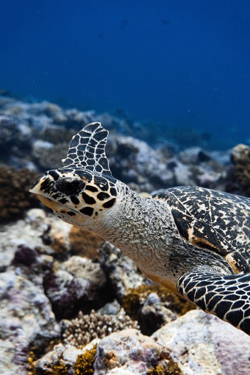 d1ba4d29-215f-474c-8cca-5c5203d35c0a