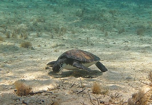 e536f214-13b5-48b7-9559-2f9e68291384