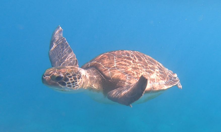 36297234-138d-4abf-8d99-e38aa00755bd