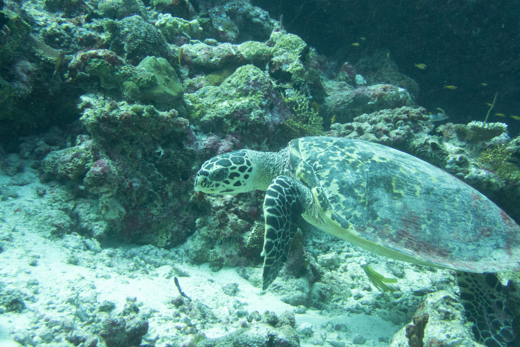 efc20d4c-cf7e-4238-8304-e34404094ede