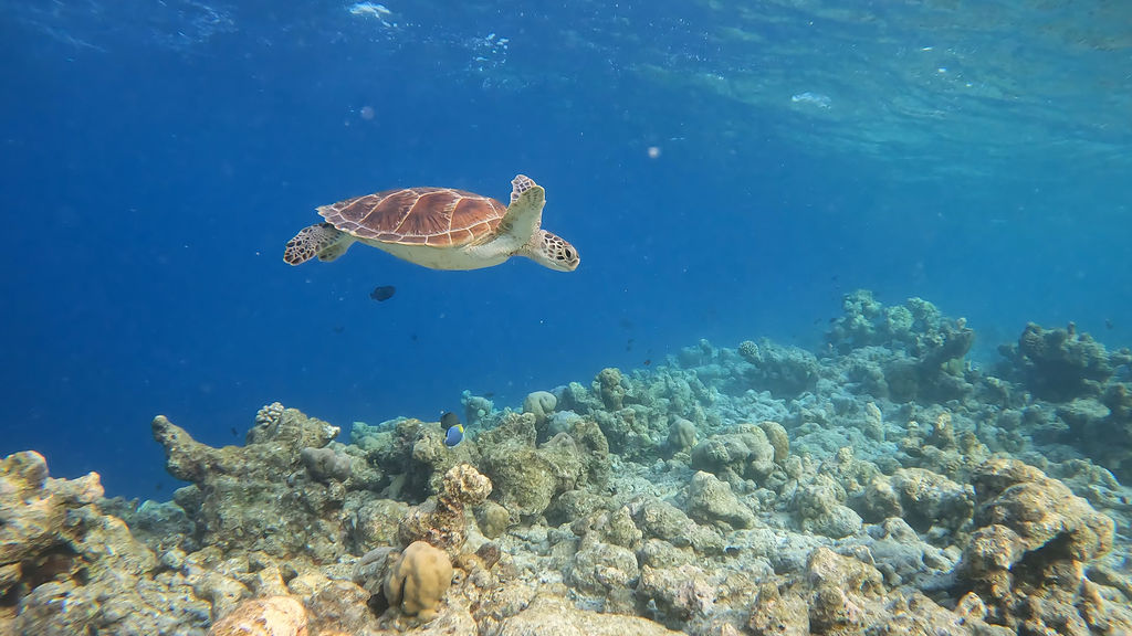 f9f601f2-85d8-46aa-bc1b-8829d998522e