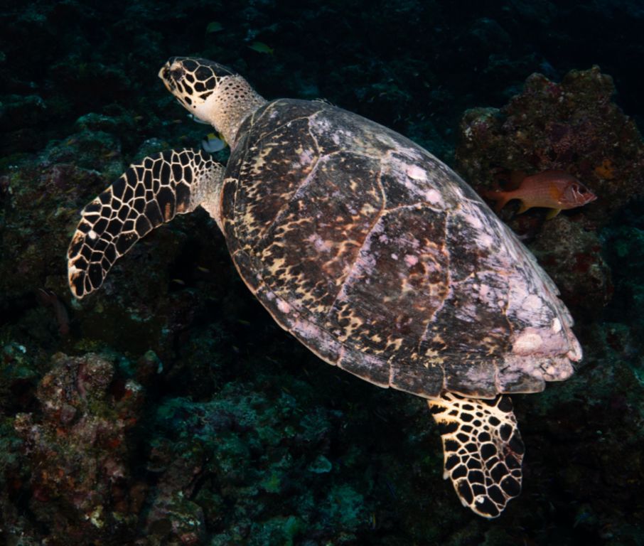 09e863ed-29c5-4873-a60e-8ee3e7b5abce