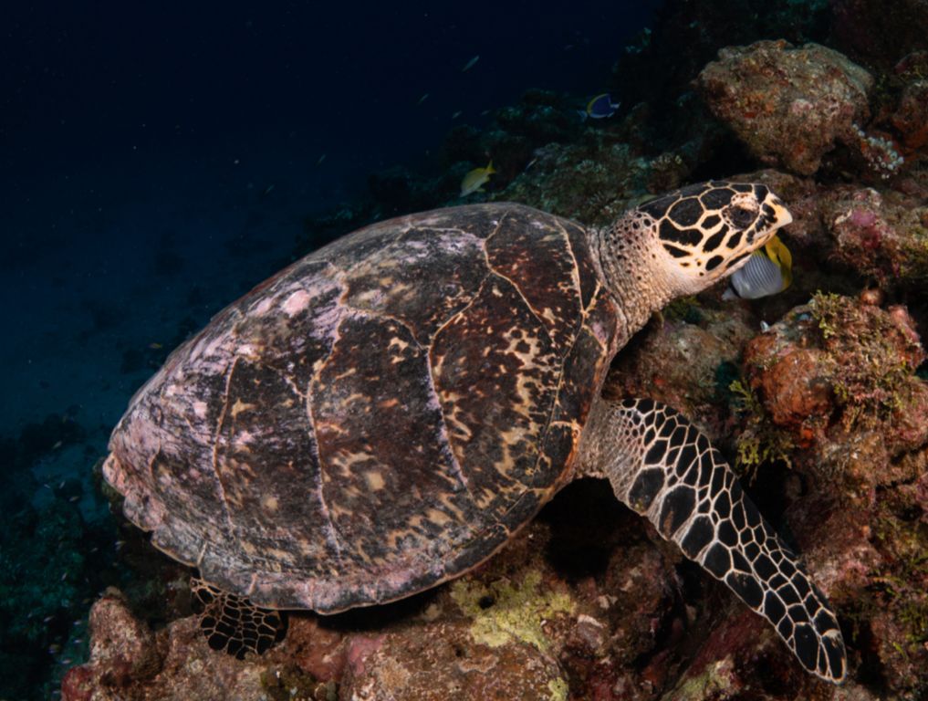 09e863ed-29c5-4873-a60e-8ee3e7b5abce