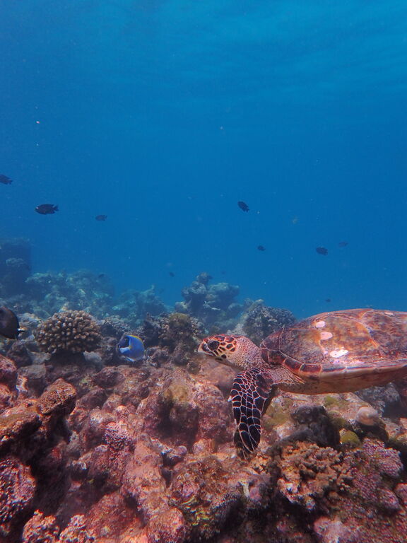 eaf780c5-44ee-4bda-9675-40ea081a7ad9