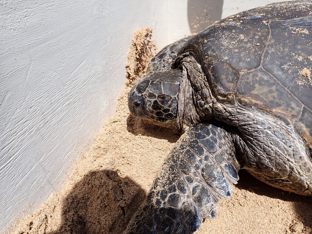 68237d57-4dc3-40c1-ba91-c84c12076bba