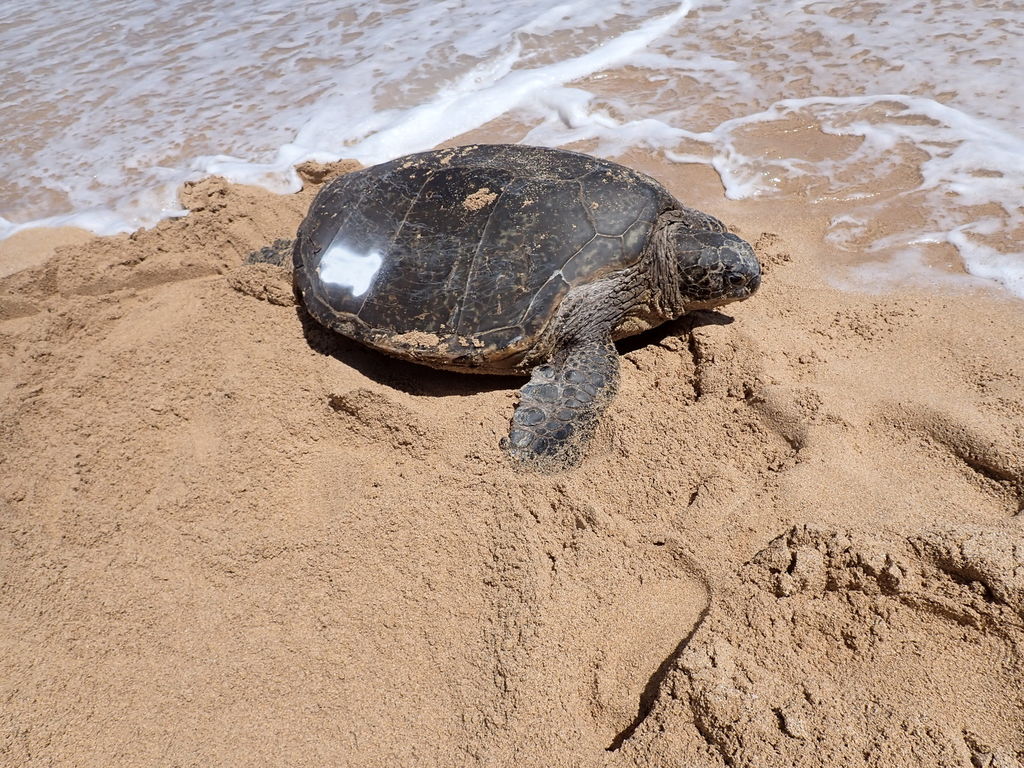 68237d57-4dc3-40c1-ba91-c84c12076bba