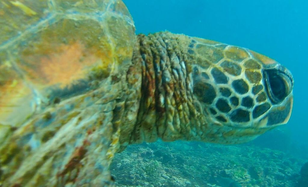 Internet of Turtles