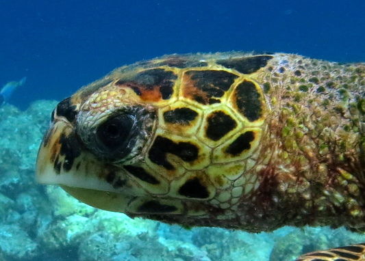 742b0310-ca9a-411f-bb60-2db0cbf4f924