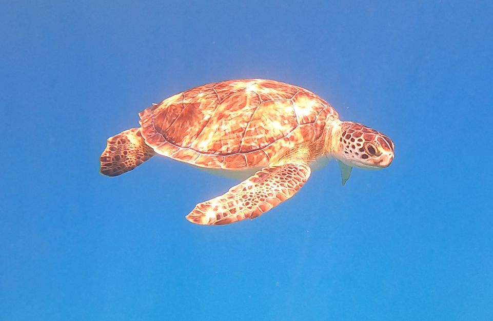 2f3c79c1-ecd8-470a-8cff-73d0fd941088