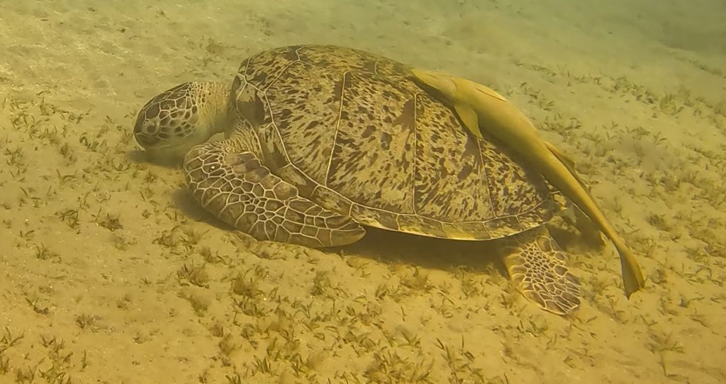 2afa4537-e177-4e31-a5a3-6daf523182a0