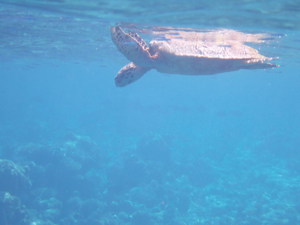 4ff065c4-f931-44f0-a56a-5ecccaa26fad