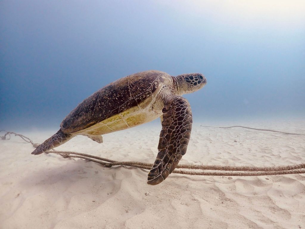 a28a99ef-0782-404e-b16f-fb1e5bb4f59e