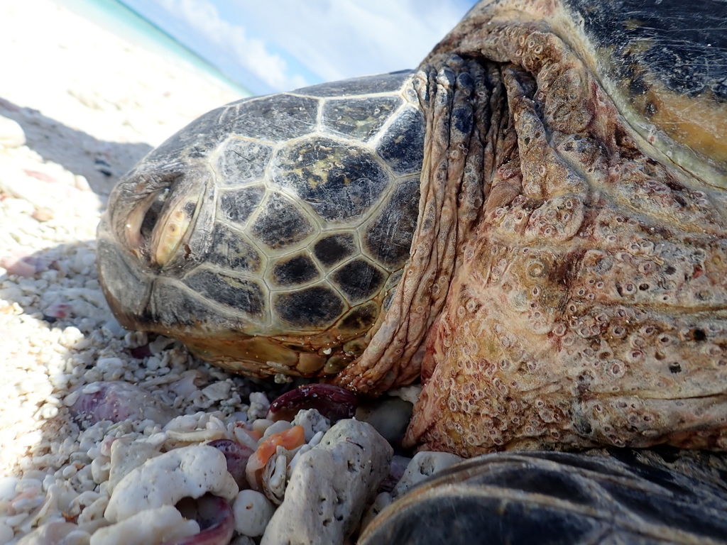 7ea1721c-ec09-4381-910d-5cdf72460b65