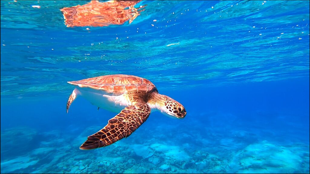 d61f1c1a-1842-4aa3-85a2-2ac0c4dc51d2