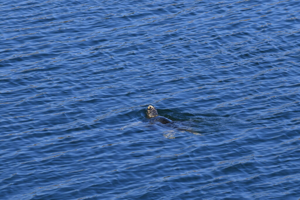 ada2346b-bc32-4a69-b75f-f23a5f51e54b