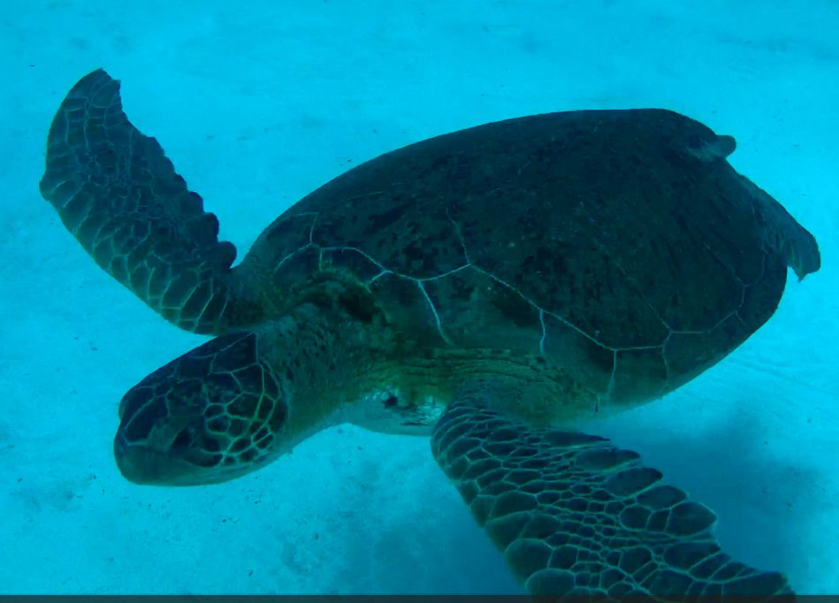 cea650fa-1040-4430-8cf3-262cf43ecffc