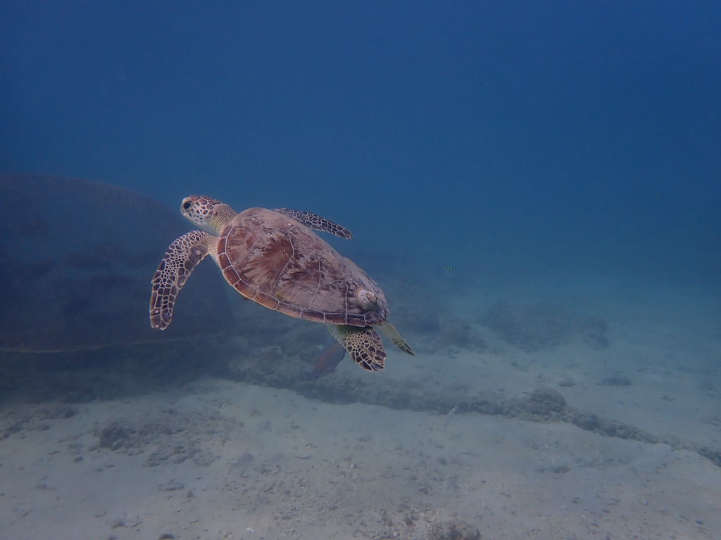 ea660ee7-f223-4719-97ab-30e808e582ab