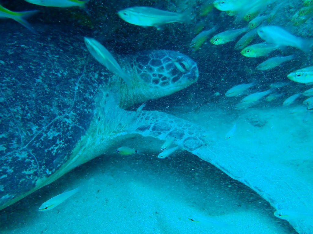 4382fbcc-affb-4f8e-b34f-ba82950f04a1