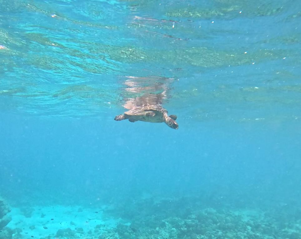 eaf780c5-44ee-4bda-9675-40ea081a7ad9