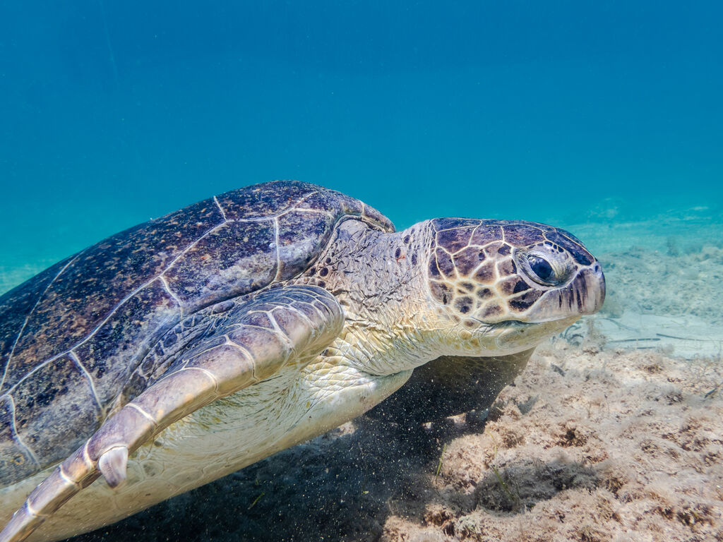 f334703c-d8f0-4fa5-9f51-1043c51d5cfb