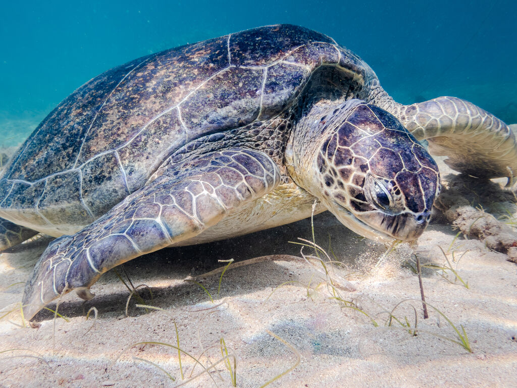 f334703c-d8f0-4fa5-9f51-1043c51d5cfb