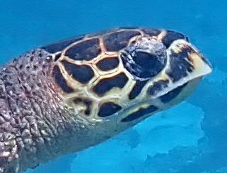 0c1ab25a-9931-4008-9b28-f398ab67b142