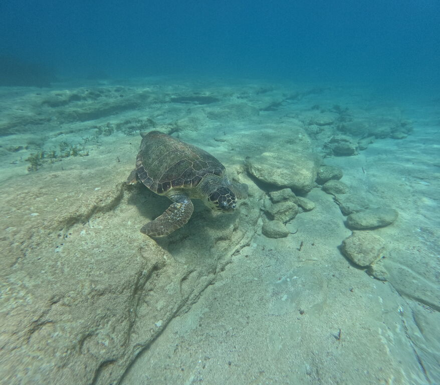 e8e8d8b6-a514-4f54-8bd6-a1d1a18ffbc6