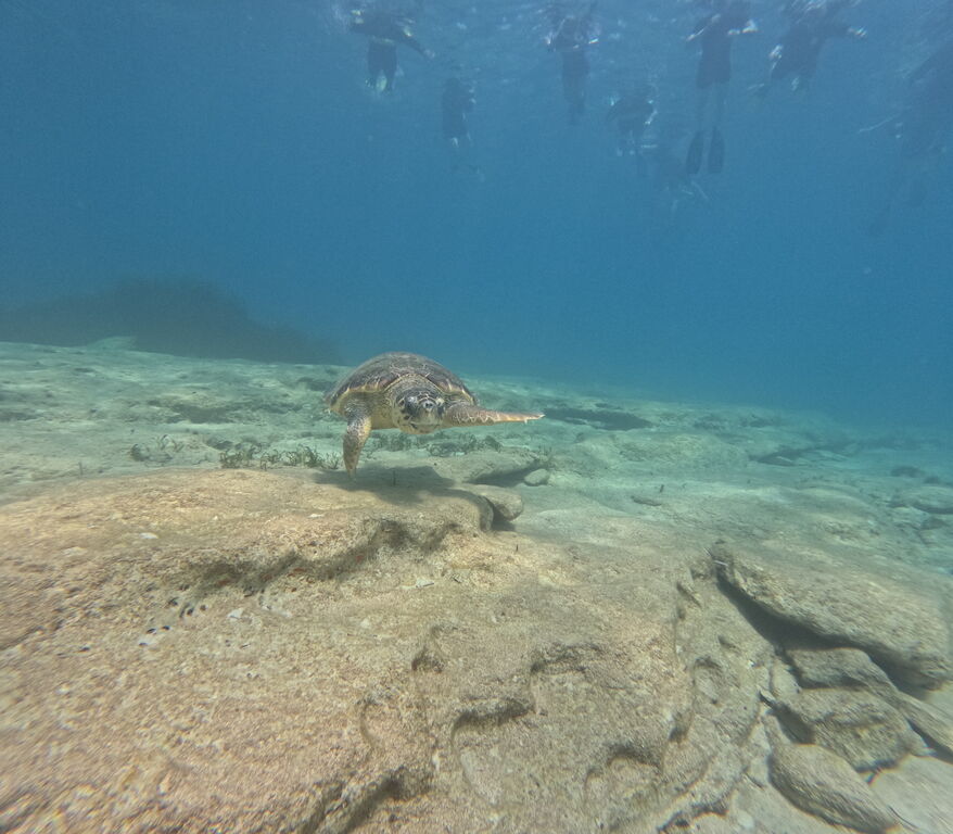 e8e8d8b6-a514-4f54-8bd6-a1d1a18ffbc6