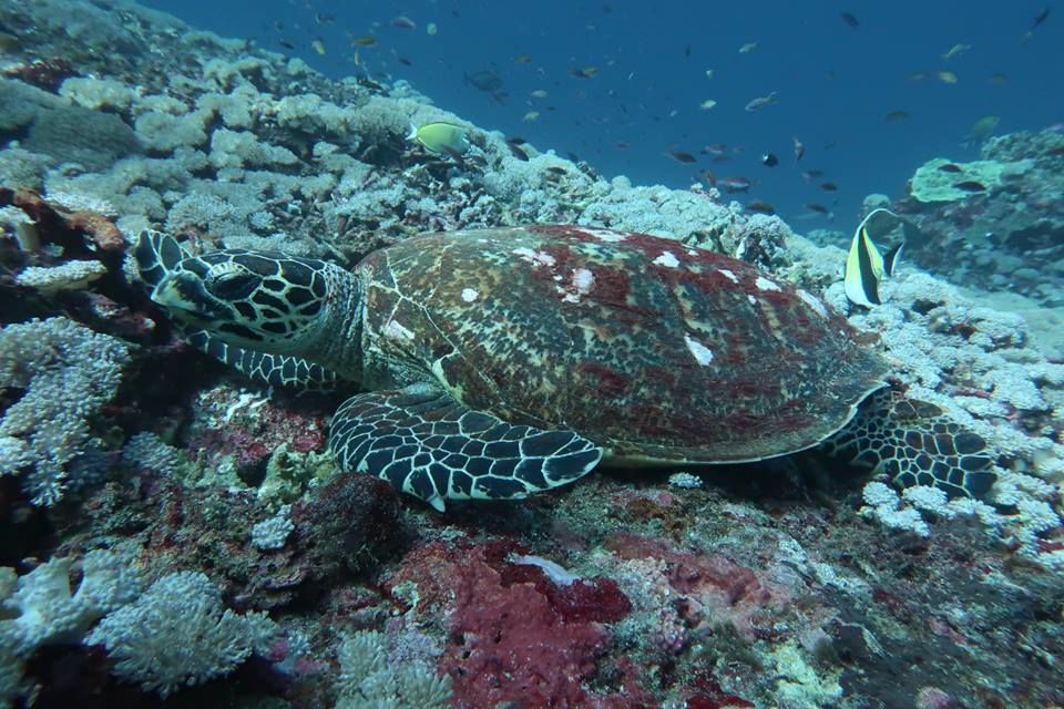 515de33b-acf0-4c06-9631-6d15eca58710