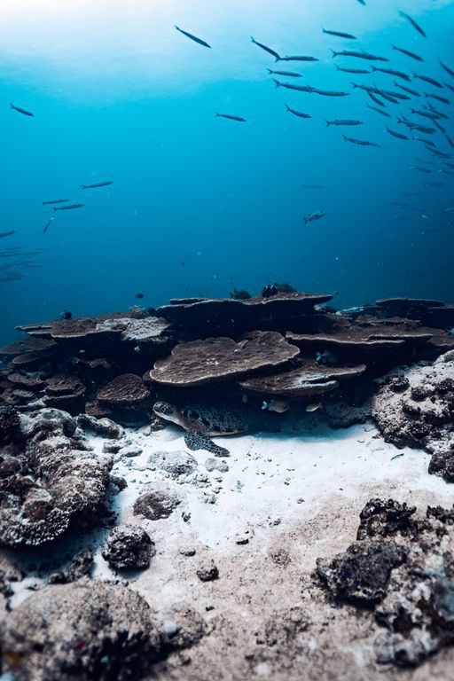 75742e25-b063-414c-b877-cd0b82383232