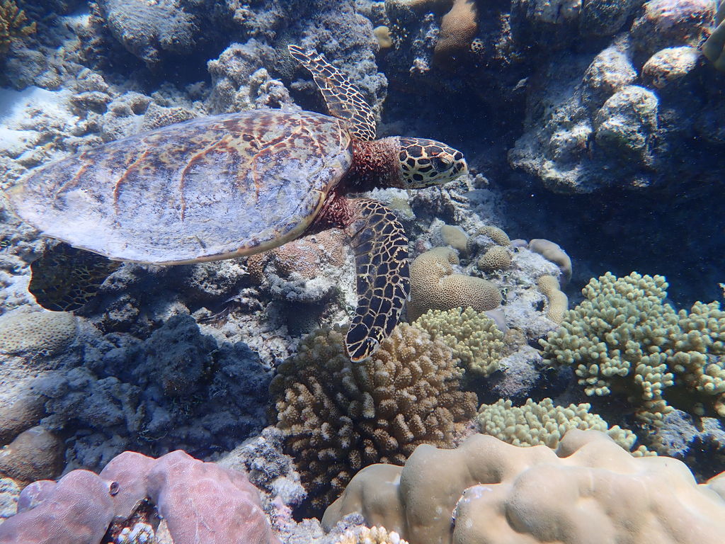 969959da-a6bb-4b90-a7b9-464c8cbcaece